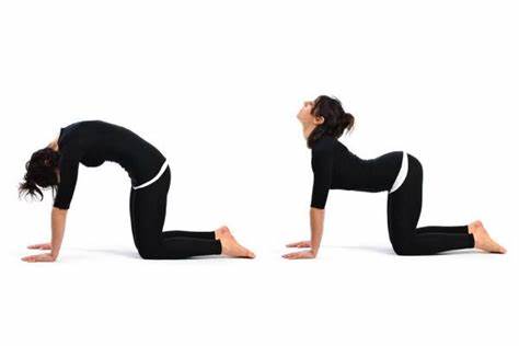 ورزش ستون فقرات، ورزش، حرکت گربه گاو